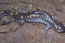 nature shows for kids, kids entertainment