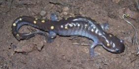 nature shows for kids, kids entertainment