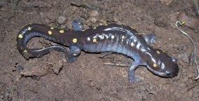 nature shows for kids, kids entertainment