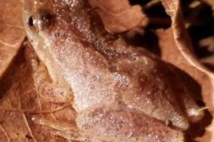 kids and nature, spring, frogs