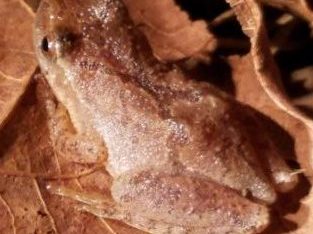 kids and nature, spring, frogs