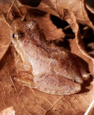 kids and nature, spring, frogs