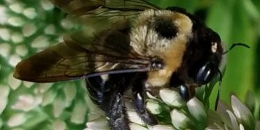 virtual kids shows, kids entertainers virtual kids shows, kids entertainers