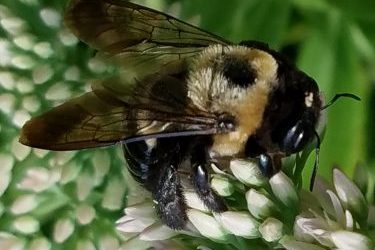 virtual kids shows, kids entertainers