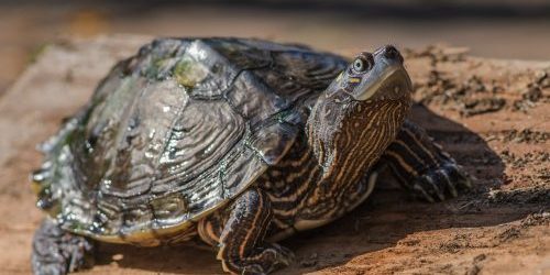 online education, turtles, virtual wildlife programs online education, turtles, virtual wildlife programs