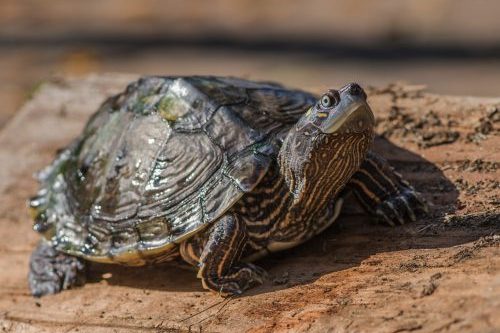 online education, turtles, virtual wildlife programs