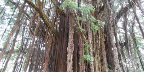 rainforest show, kids entertainers rainforest show, kids entertainers