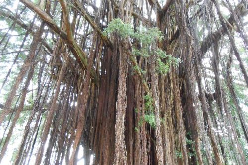 rainforest show, kids entertainers