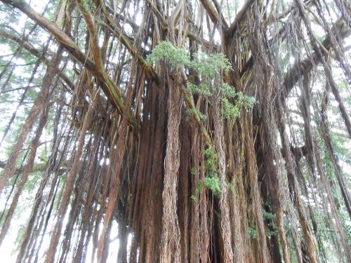rainforest show, kids entertainers