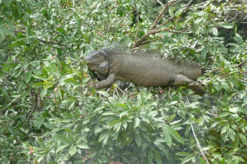 rainforest programs for kids