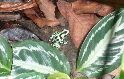 rainforest show, animal show