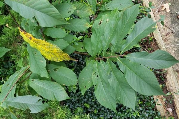 nature programs for kids