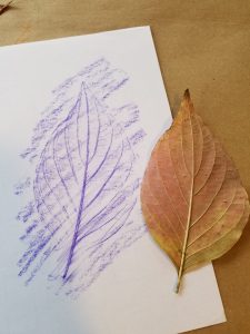 kids nature programs