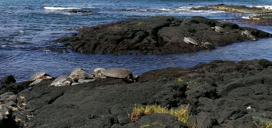 wildlife education, nature education programs