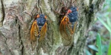 kids entertainers kids entertainers